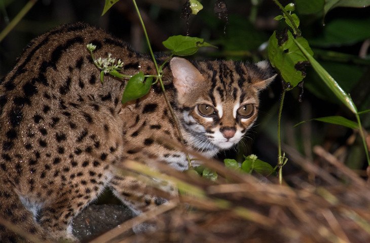 Kucing Hutan di Malaysia