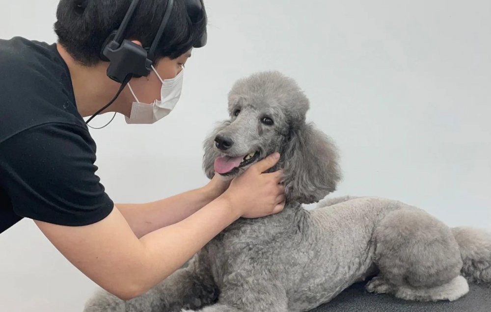 Sinyal Kebahagiaan Bermain Dengan Anjing
