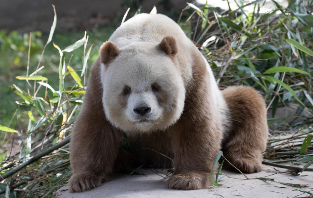 Panda Coklat Warna Spesial yang Normal
