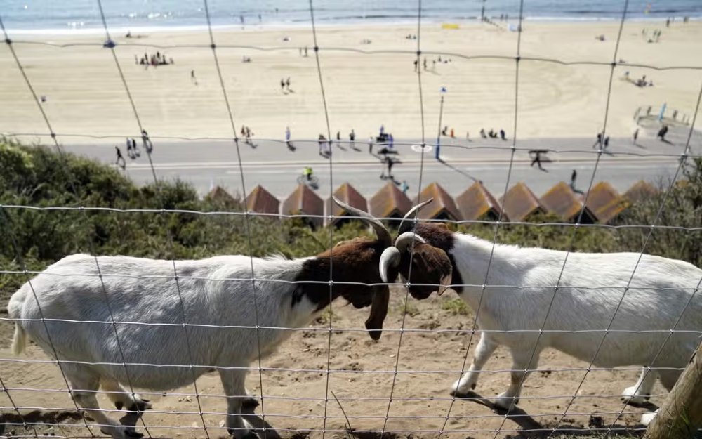 Adopsi Kambing di Italia