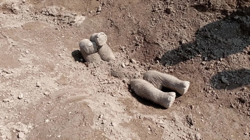Koloni Gajah Asia Kubur Bangkai Anak Gajah