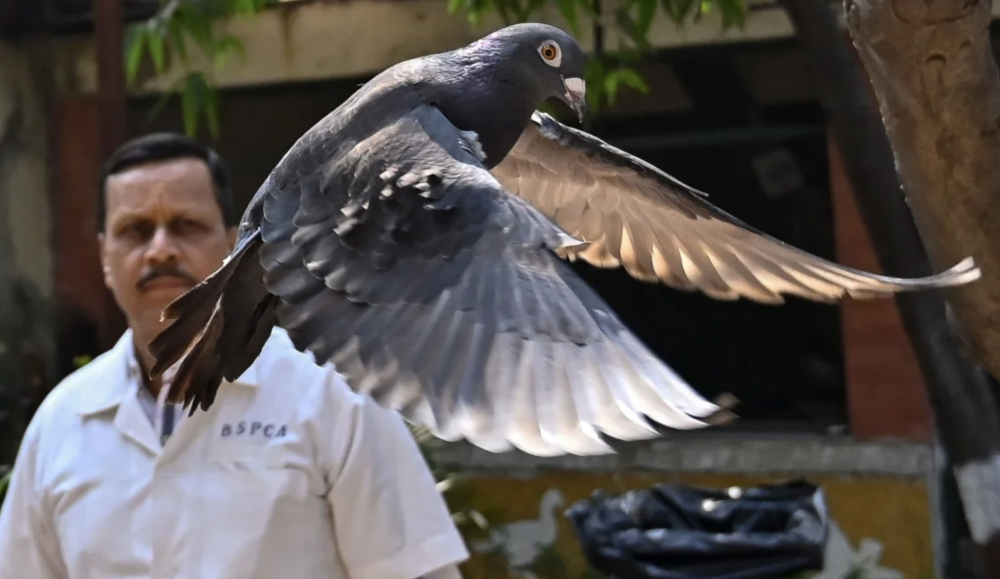 Burung Merpati Jadi Mata-mata