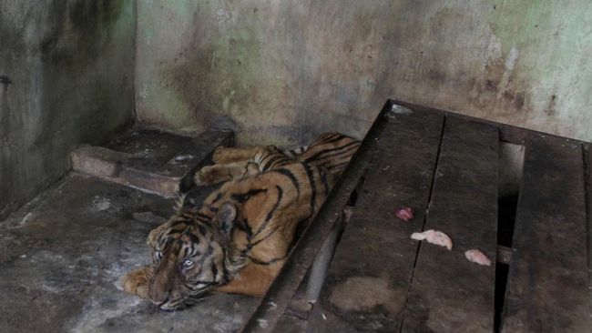 3 Ekor Harimau Meninggal di Medan Zoo