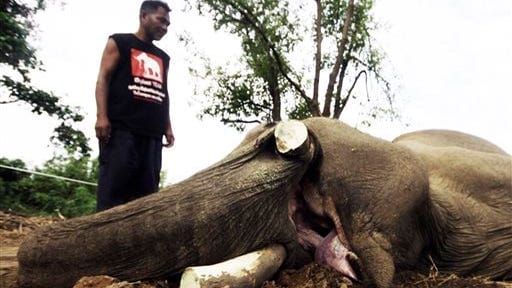 Gajah Mati Diracun di Riau