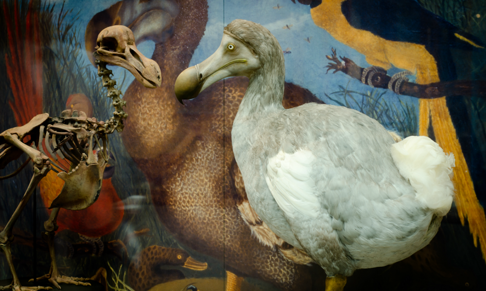 Burung Dodo Akan Dihidupkan Kembali