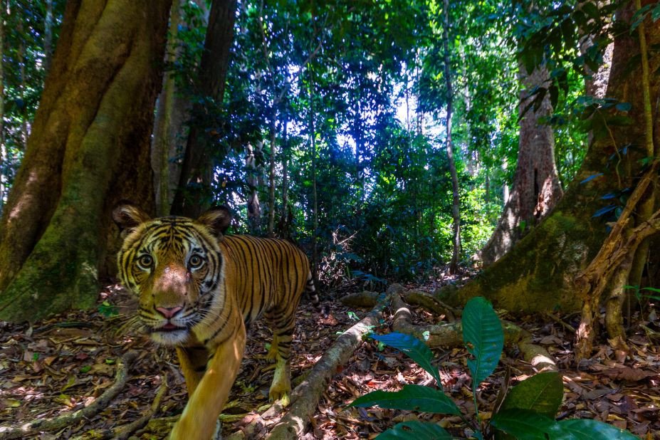 Populasi Harimau Malaysia Terus Menurun