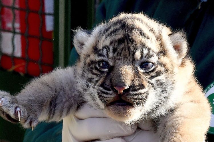 Bayi Harimau Sumatera Lahir di Italia