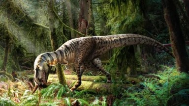 Fosil Makanan Ditemukan di Rongga Perut Tyrannosaurus