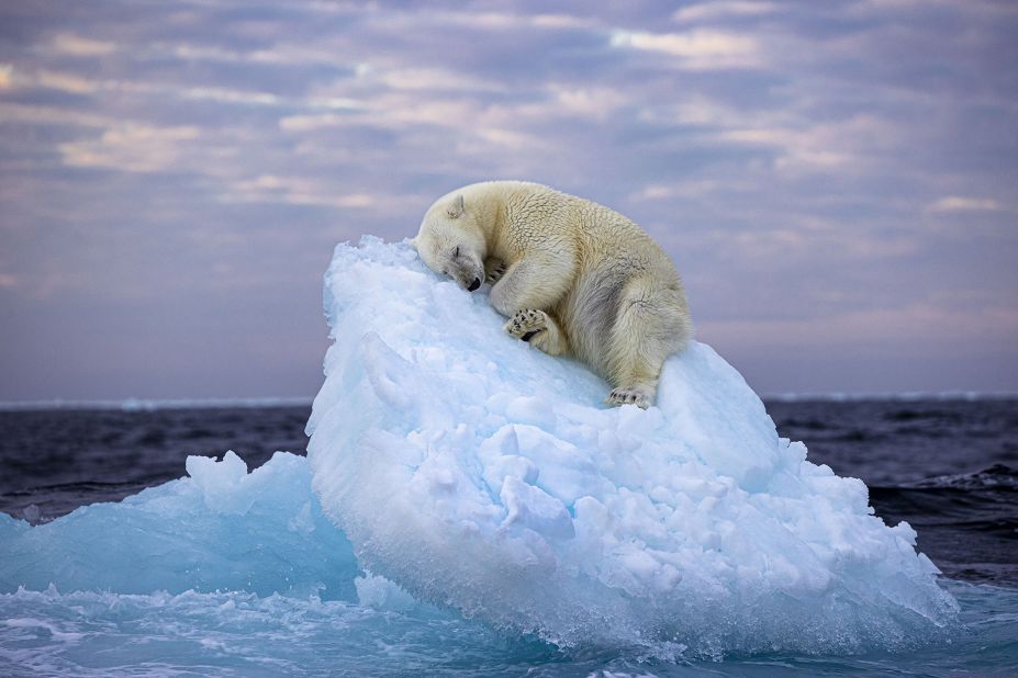 Wildlife Photographer of The Year