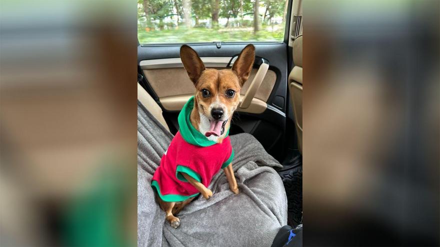 Anjing Chihuahua Yang Tidak Punya Bantalan Kaki