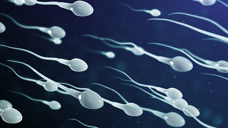Jumlah Sperma Pria Menurun Lebih Dari 50%