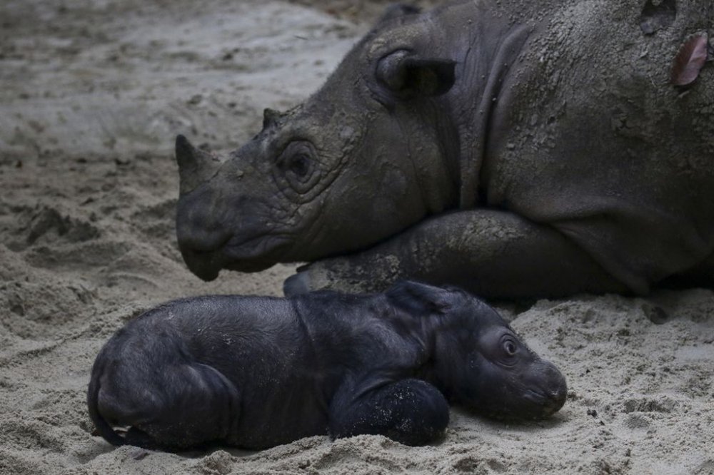 Bayi Badak Sumatra Baru Lahir