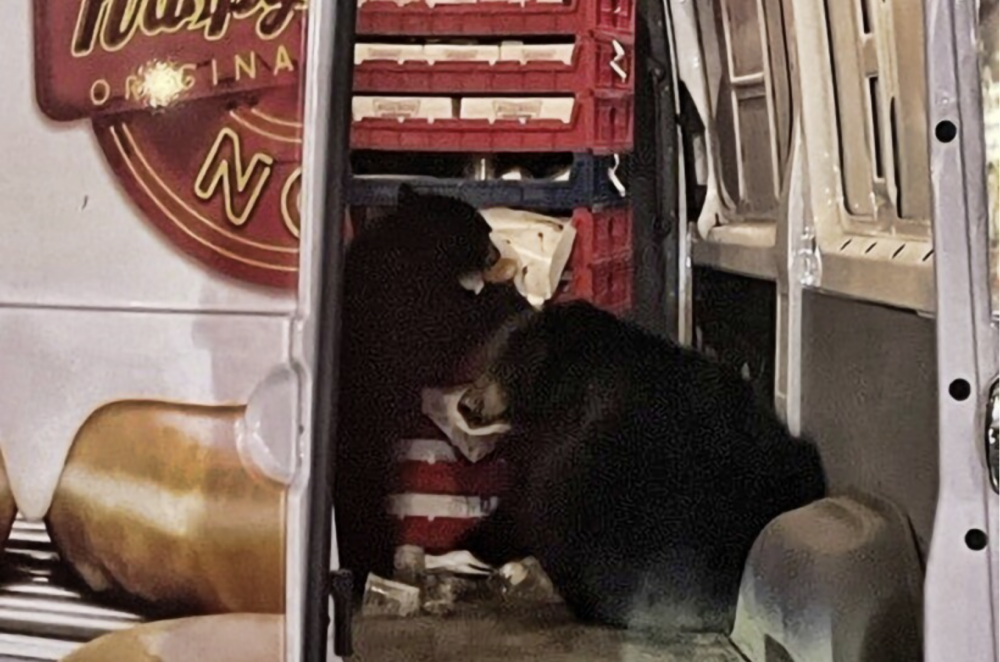 Beruang Alaska Mencuri Donat