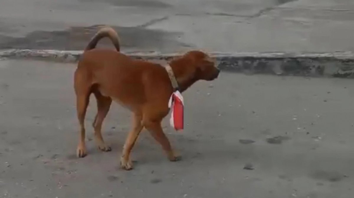 Polisi Tangkap Remaja yang Kalungkan Bendera Merah Putih ke Anjing
