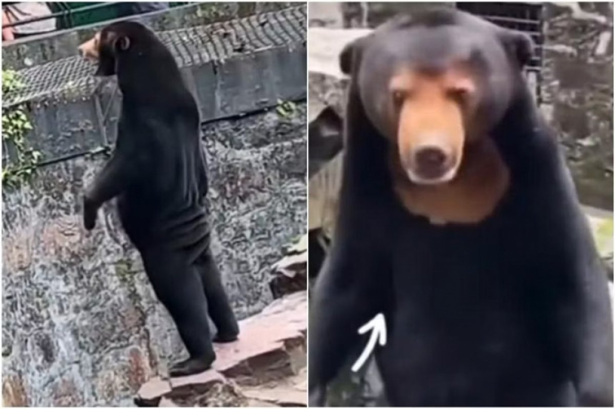 Beruang Madu Berdiri Tegak Hebohkan Warga