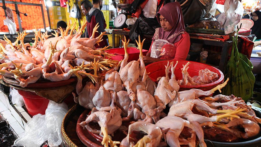 Harga Ayam Naik 50 Ribu Per-kilo