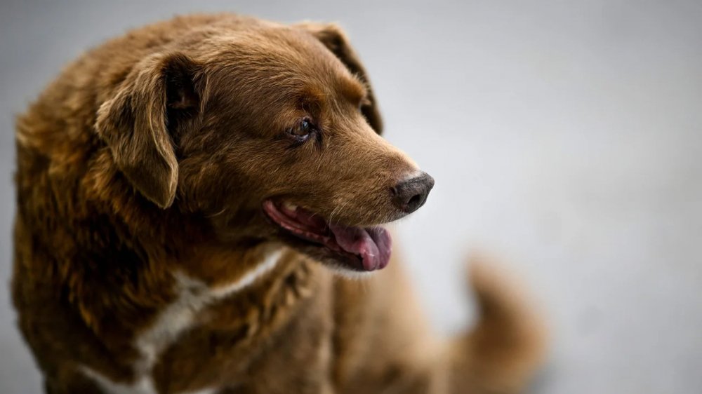 Anjing Tertua di Dunia