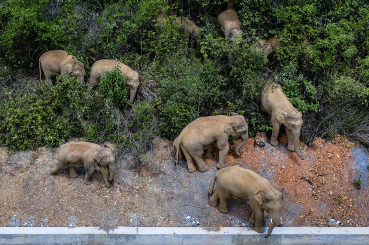 Gajah Kehilangan 2/3 Habitatnya di Seluruh Asia