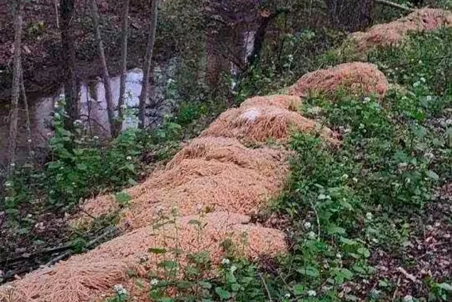 136 Kg Gunungan Spaghetti di Hutan New Jersey, AS