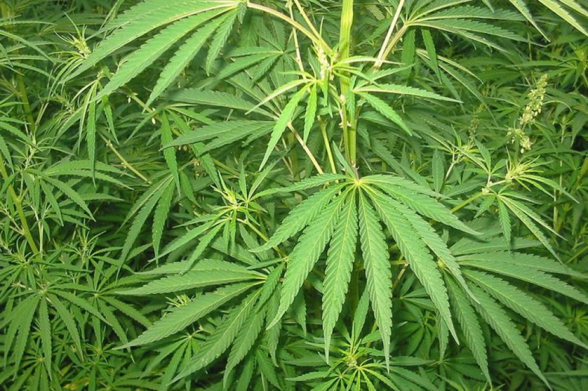 Banyak Efek Samping Penggunaan Ganja Terhadap Otak