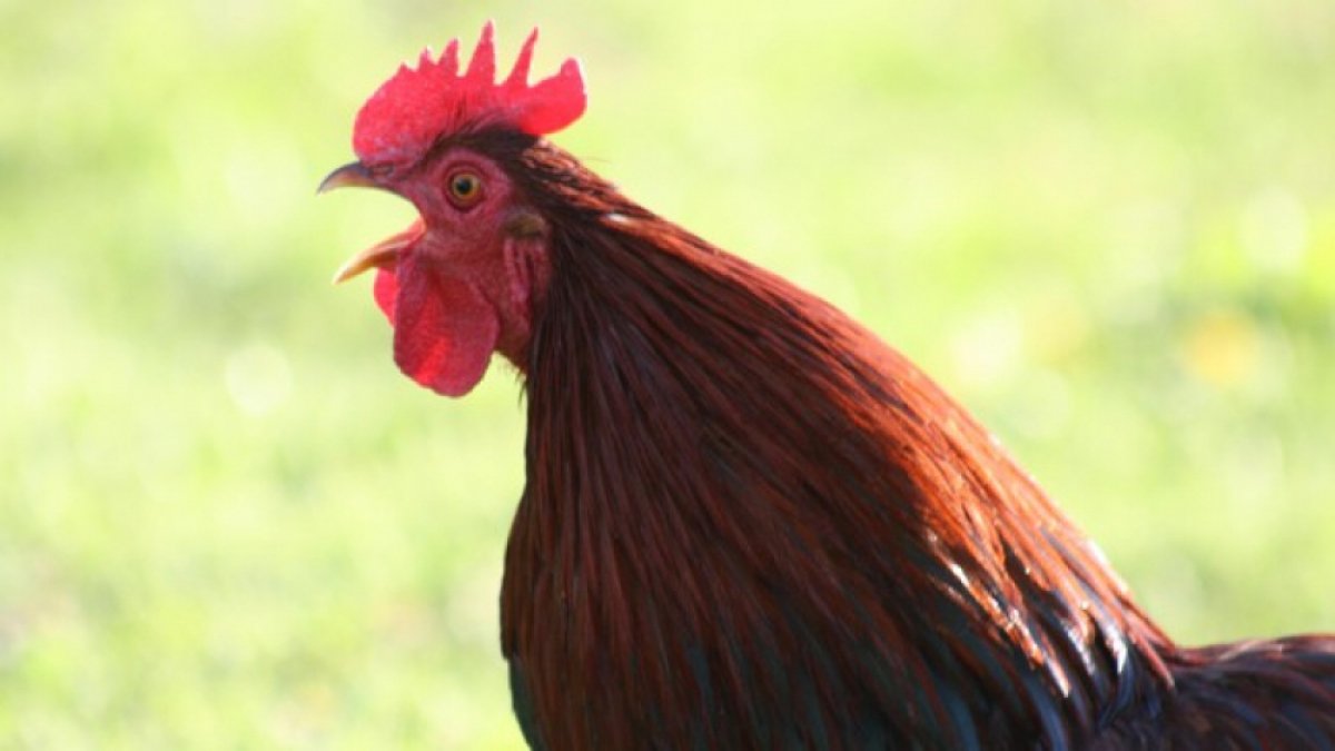 Petisi Turis Untuk Suara Ayam Berkokok