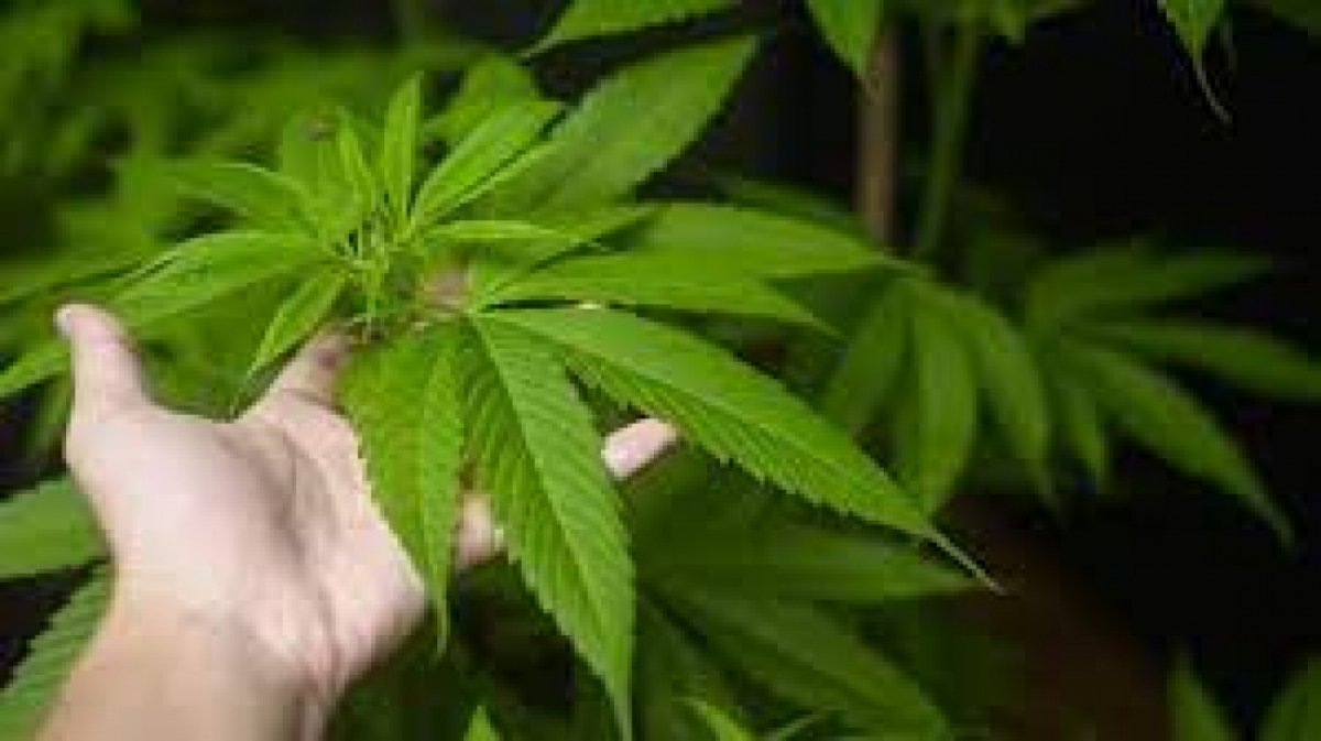 Maroko Resmikan Lab Ganja Pertama Untuk Medis & Industri