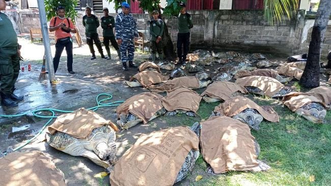 TNI AL Menggagalkan Penyelundupan Penyu Hijau