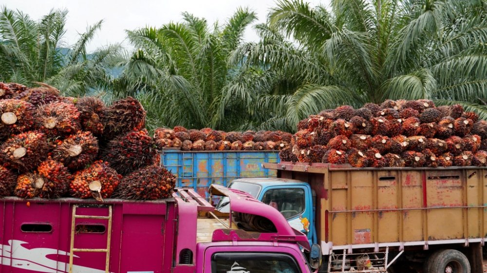 UU Uni Eropa Terkait Produksi Minyak Sawit Mengundang Kecaman