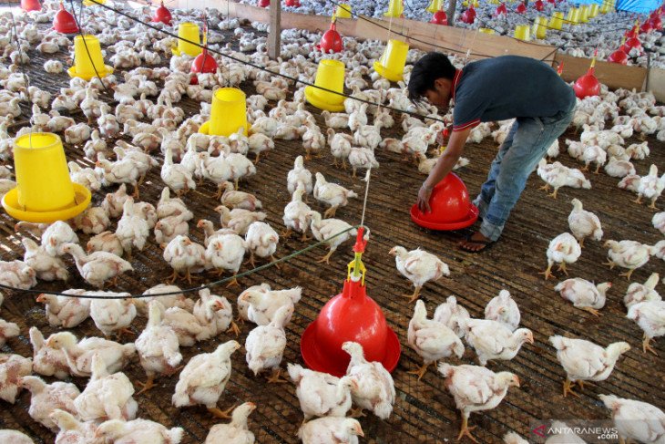 Peternak Ayam Demo Minta Perlindungan Pemerintah