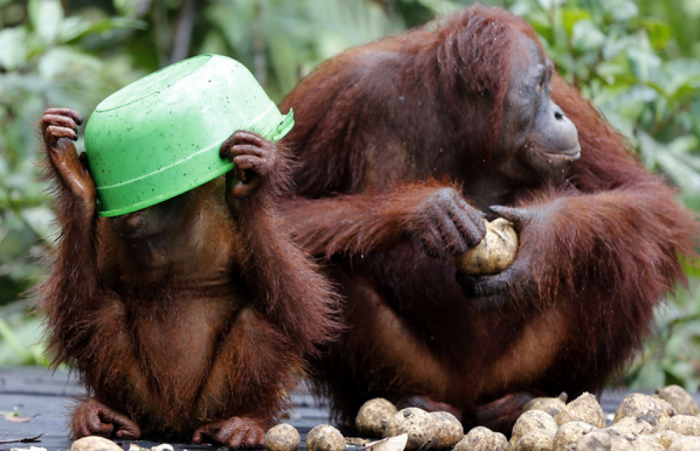 Ilmuwan & Peneliti Orang Utan Dicekal Di Indonesia