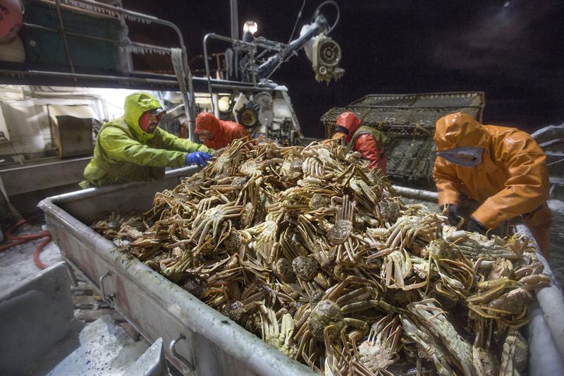 Populasi Kepiting Salju Alaska Anjlok