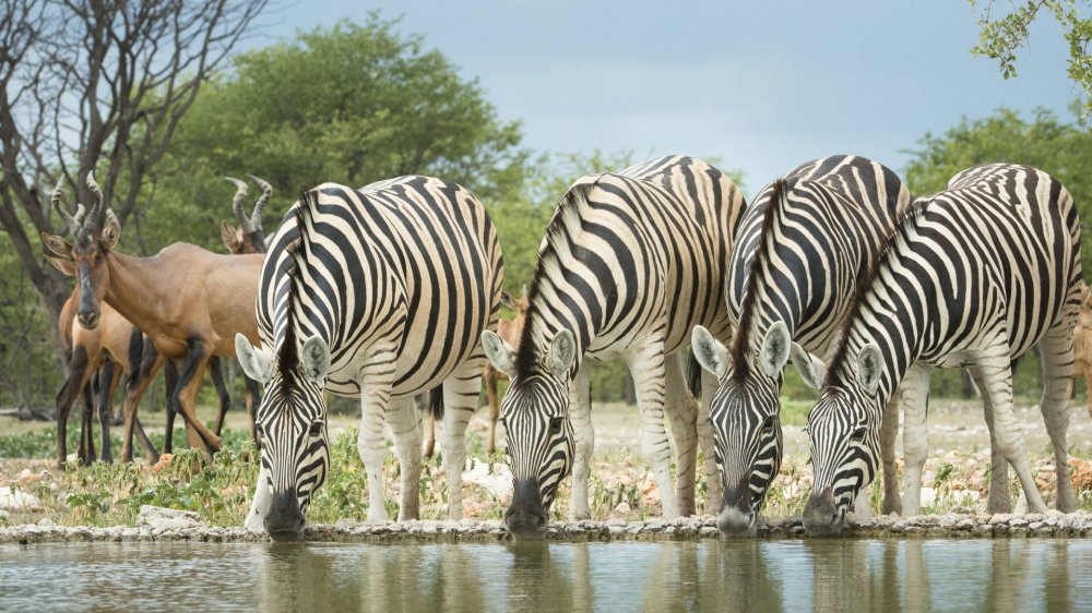 2% Spesies Zebra Paling Langka Punah