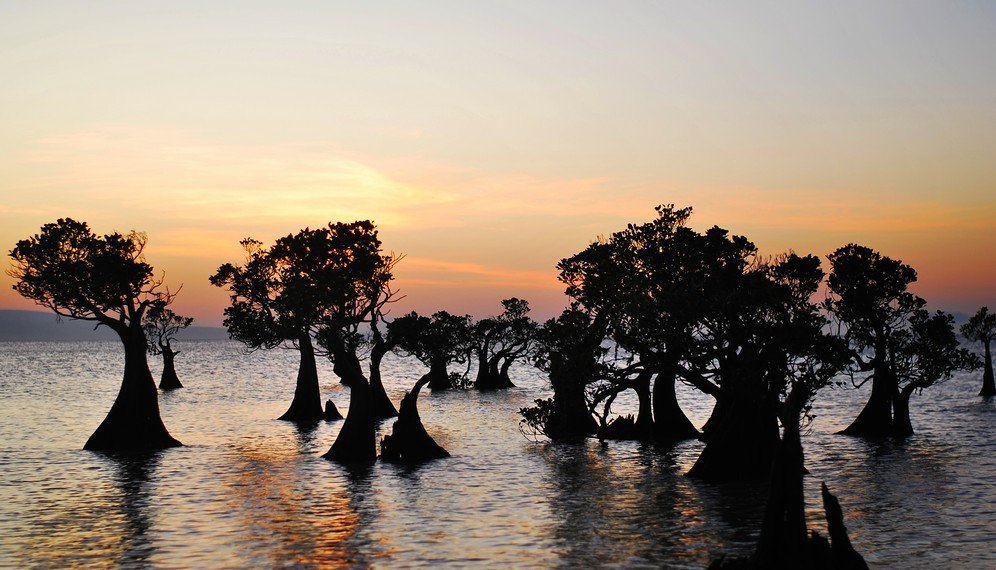 Hutan Mangrove Harapan Untuk Dampak Krisis Iklim