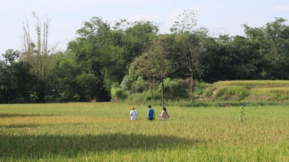 Hutan Kolektif Pertama di Dunia