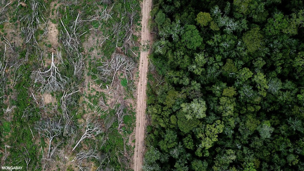 Hutan Amazon Dimasa Depan