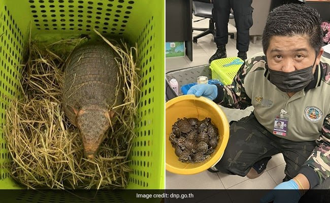 Penyelundupan Hewan Dilindungi Tertangkap di Bandara Bangkok