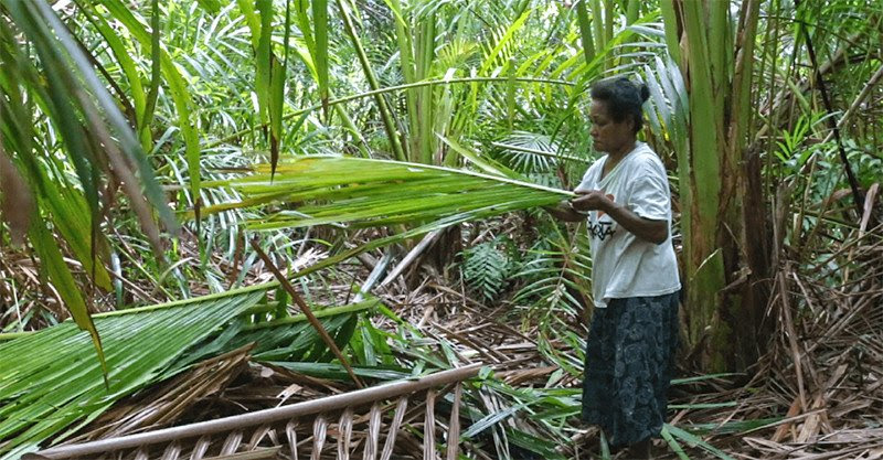 Hutan Sagu Papua Terancam Jadi Lahan Sawit