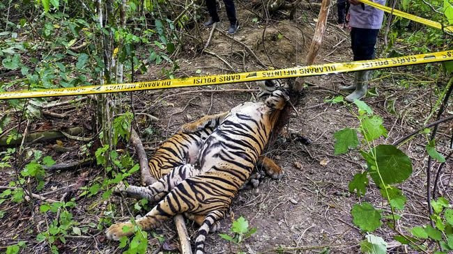 3 Ekor Harimau Sumatera Tewas di Provinsi Aceh