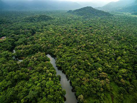 Luas Hutan Amazon Terus Berkurang