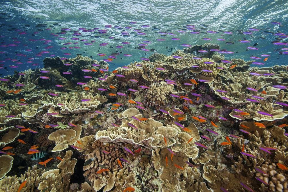 Kelestarian Terumbu Karang Makin Terancam di Great Barrier Reef