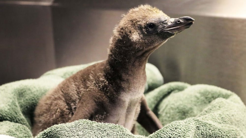 Bayi Penguin Yang Menetas Dari Orang Tua Asuhnya