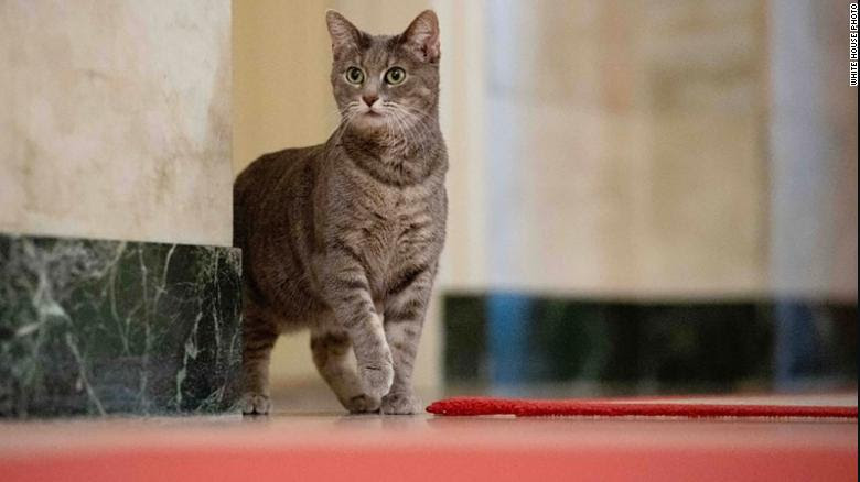 Willow Kucing Baru Presiden AS Joe Biden