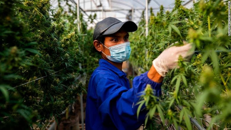 Thailand Resmi Hapus Ganja Dari Daftar Jenis Narkotika