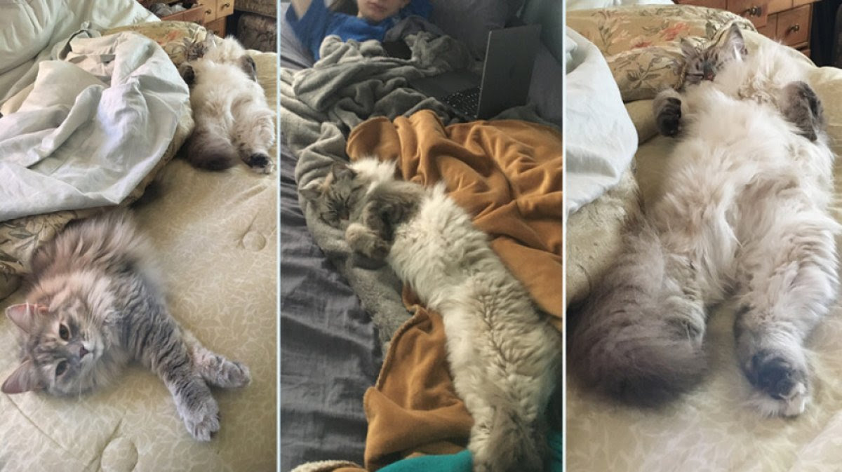 Dampak Tidur Sekasur Dengan Hewan Peliharaan