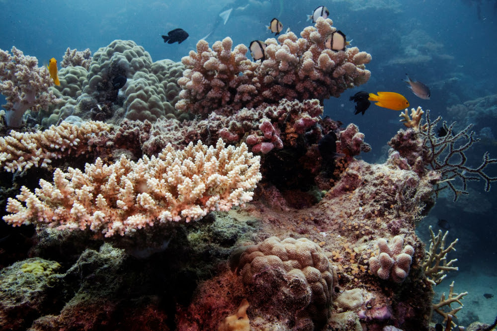 UNESCO Mengusulkan Agar Gugusan Batu Karang Terbesar di Dunia yang Terletak di Perairan Australia Untuk Menjadi Warisan Budaya yang “Terancam”