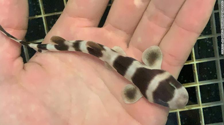 Para Peneliti di Florida, Amerika Serikat Berhasil “Melahirkan” 97 Ekor Bayi Ikan Hiu Melalui Program Inseminasi