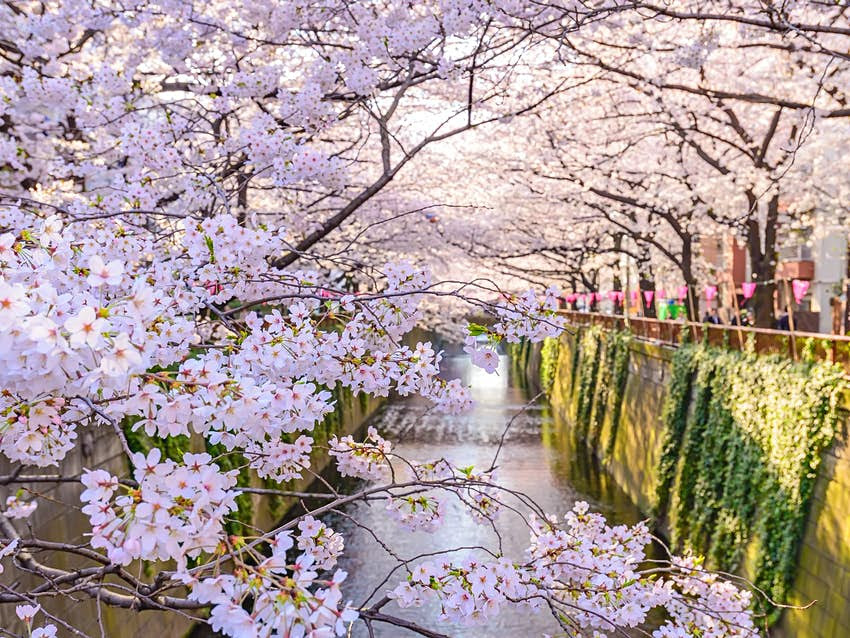Pertumbuhan Bunga Sakura di Jepang Tahun Ini Terjadi Lebih Cepat