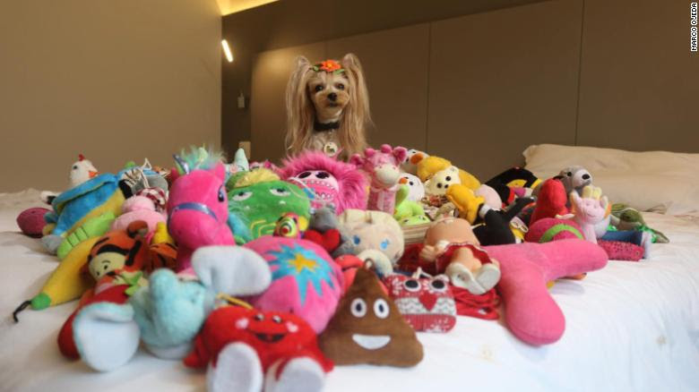 Beberapa Anjing Dapat Memahami Kata Baru Setelah Diulang Empat Kali