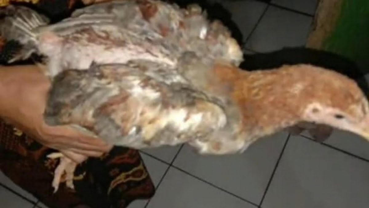 Warga Di Cianjur Terima Bantuan Sosial Ayam Hidup