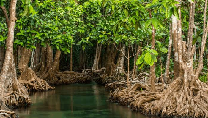 Bank Dunia Memberikan Donasi US$400 juta Untuk Program Pemulihan Hutan Mangrove Di Indonesia
